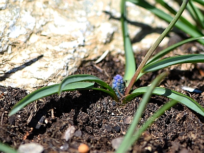 Die kleine blaue Blume schenkt Hoffnung.