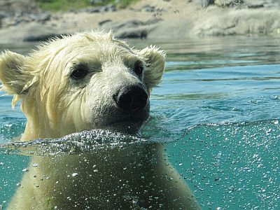 Eisbär