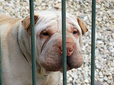 Wer kennt ihn nicht den Schweinehund?