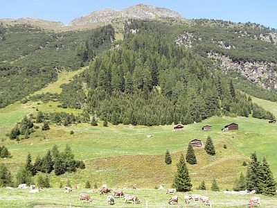 Menschen, Tiere, Pflanzen - Gottes wunderbare Schöpfung.