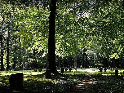 Immer häufiger möchten Menschen auf Waldfriedhöfen bestattet werden.