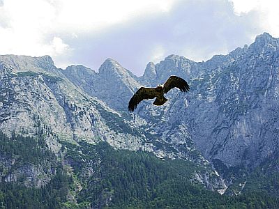 Der  Adler - weiser König der Lüfte