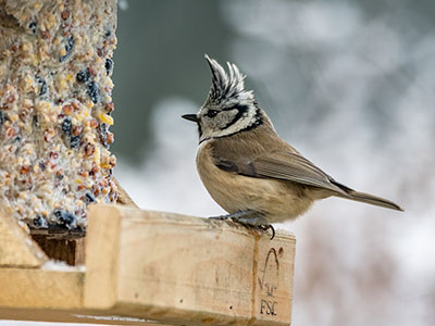 Vogel im Winter an einer Futterstation. Foto: (c) Pixabay