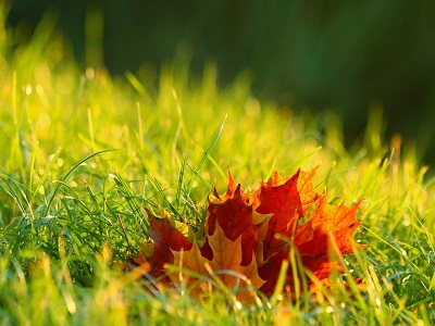 pixabay Herbstblatt