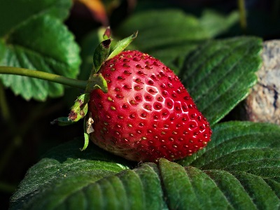 Erdbeeren