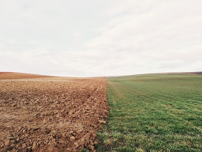 Wiese und Feld