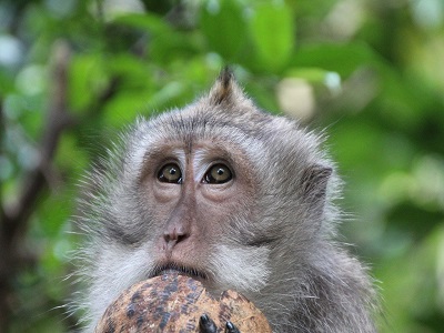 Ein Affe mit einer Kokosnuss