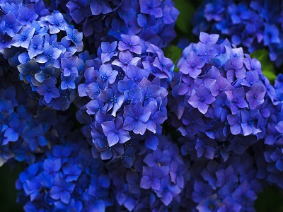 Blumen verschönern das Leben